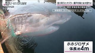 “迷い鯨”が注目集める中…日本の海に異変？「北上する大型サメ」温暖化による歪みか(2023年1月16日)